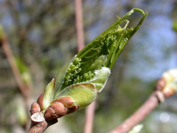 2 bourgeons fascinants