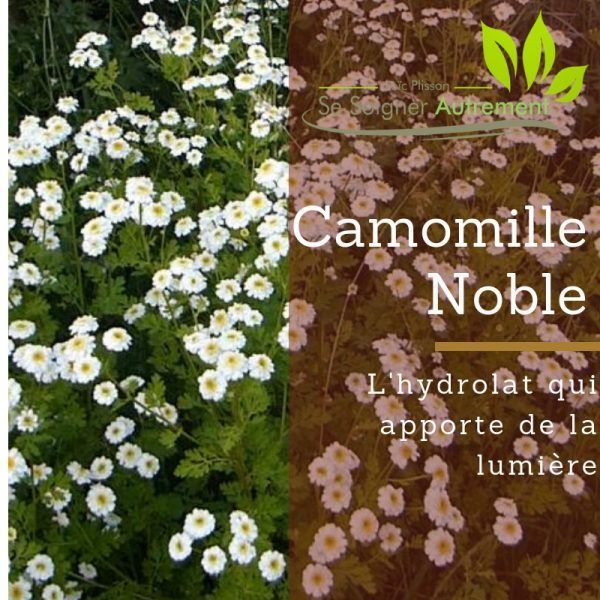Fiche solution-phyto #3 – Hydrolat de Camomille noble