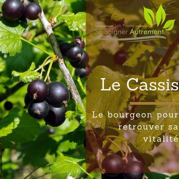 Fiche solution-phyto #2 – Bourgeon de Cassis