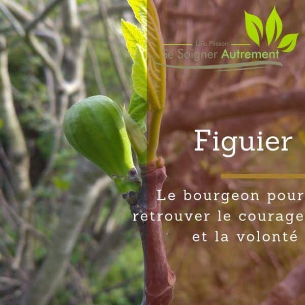 Fiche solution-phyto #5 – Bourgeon de Figuier