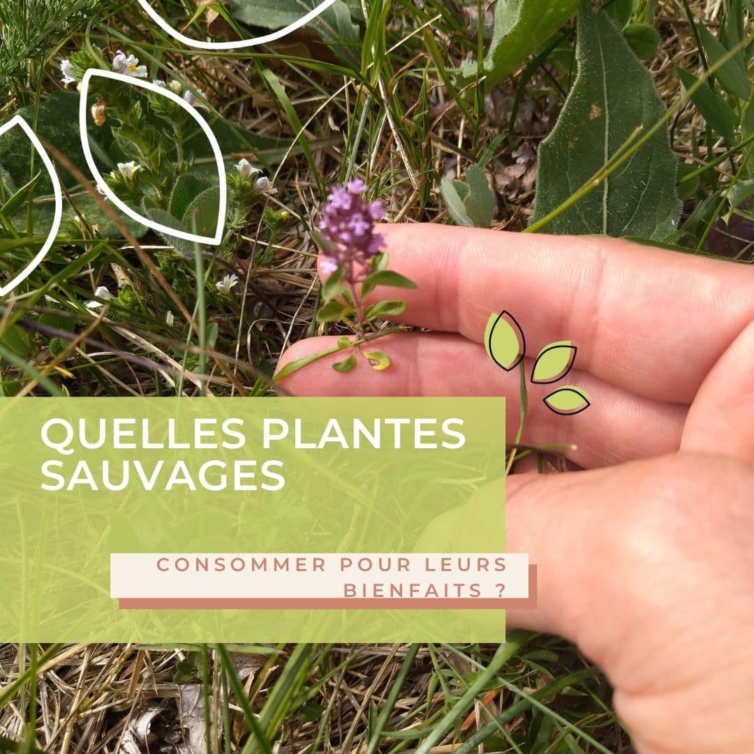 Quelles plantes sauvages consommer pour leurs bienfaits ?