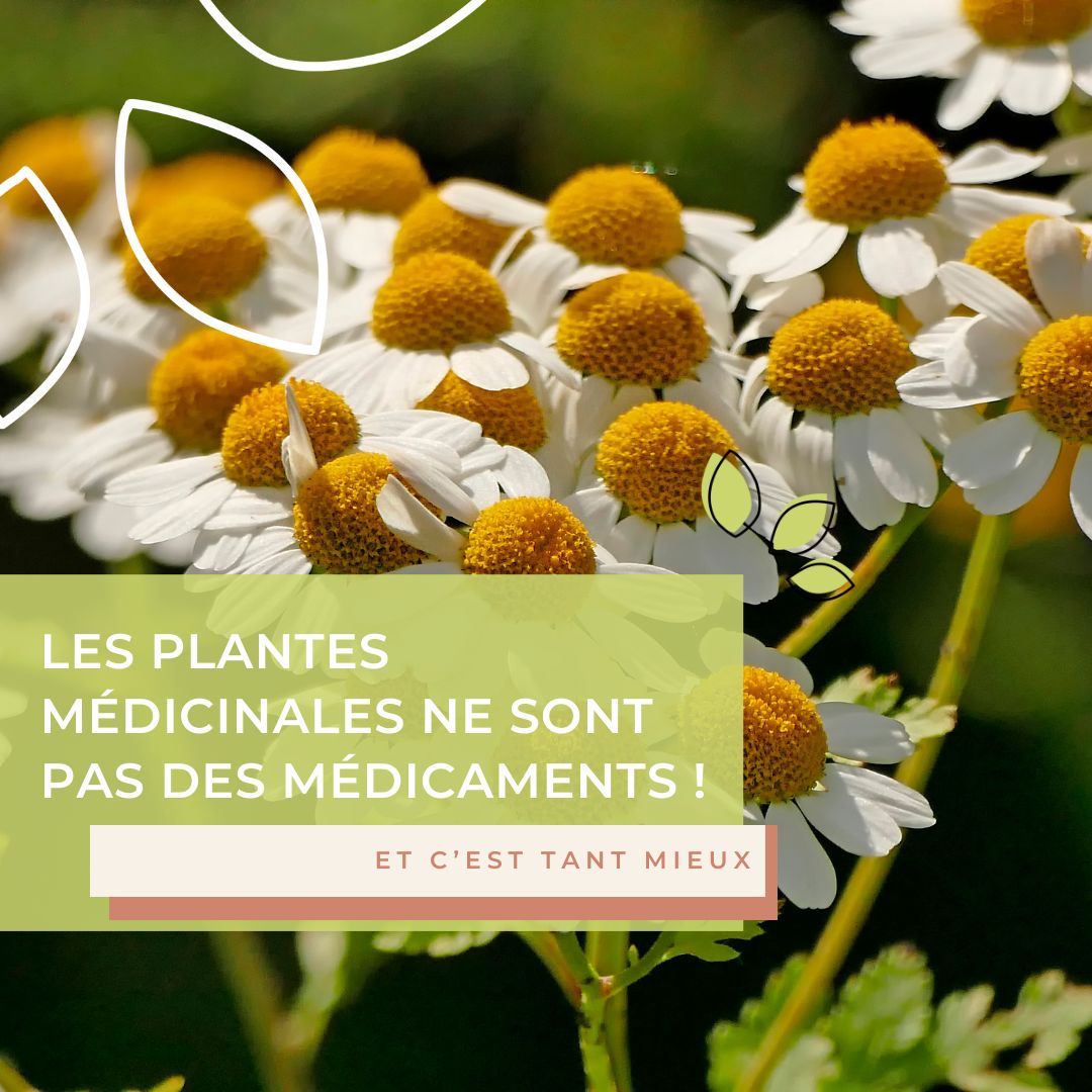 Les plantes médicinales ne sont pas des médicaments (et c’est tant mieux)