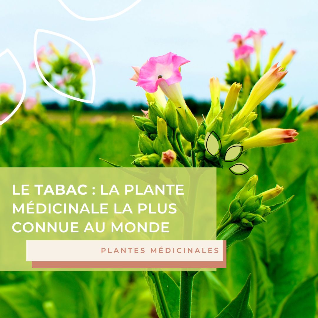 Le tabac, la plante médicinale la plus répandue dans le monde