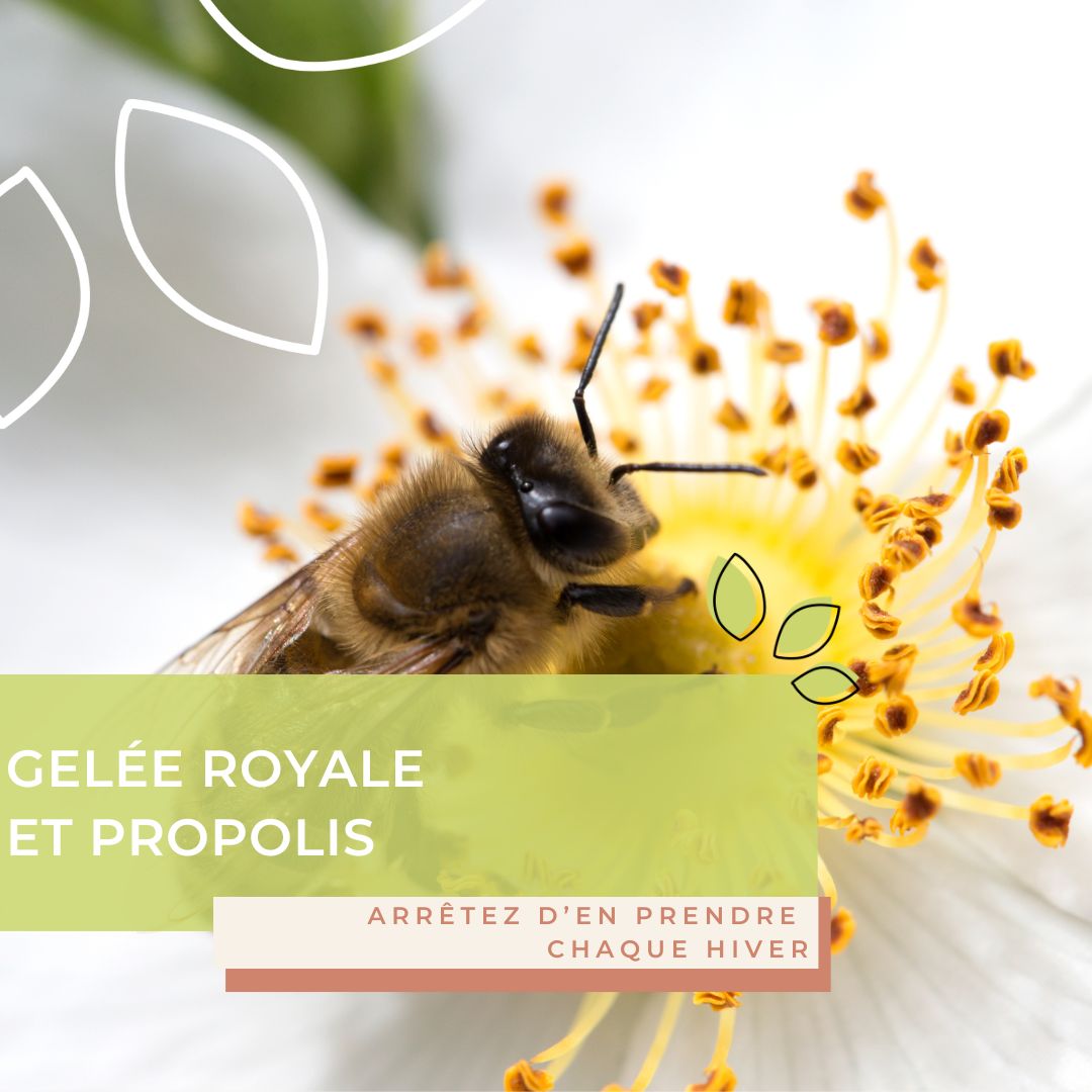 Gelée royale et propolis : arrêtez de surconsommer les produits de la ruche chaque hiver