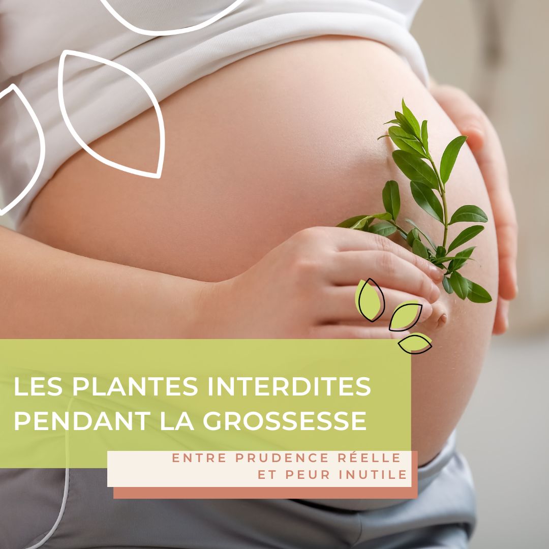 Les plantes interdites pendant la grossesse : entre prudence réelle et peur inutile