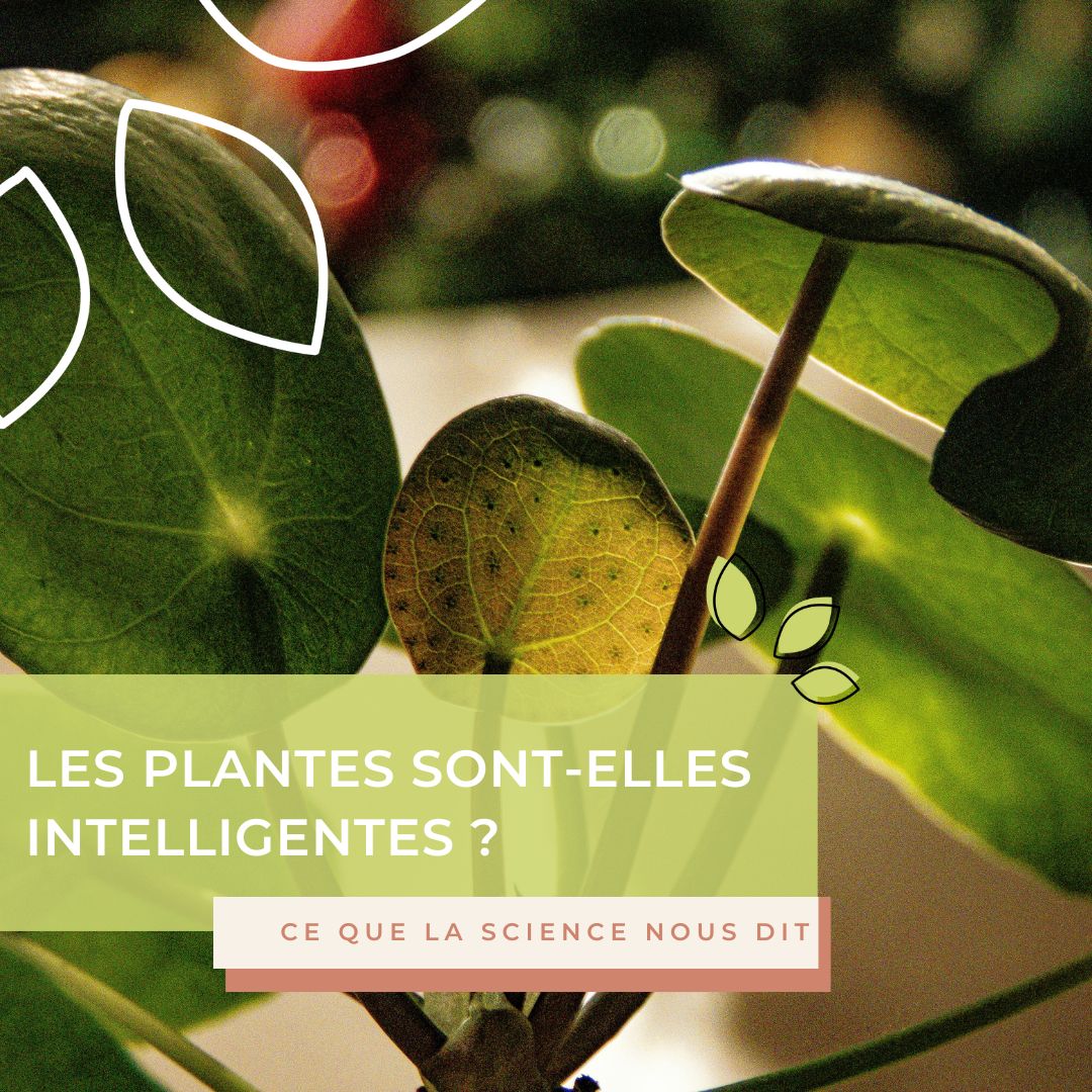 Les plantes sont-elles intelligentes ? Ce que la science nous dit